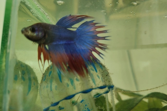 Маленькая рыбка стала символом большой надежды.