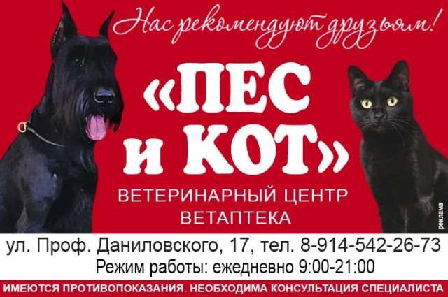 Пёс и кот
