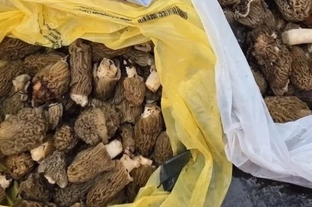 Грибники показали свой первый улов.