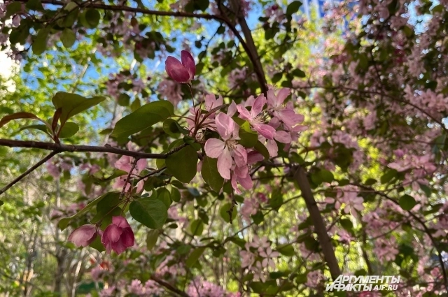 На месте зоопарка появится яблоневый сад.
