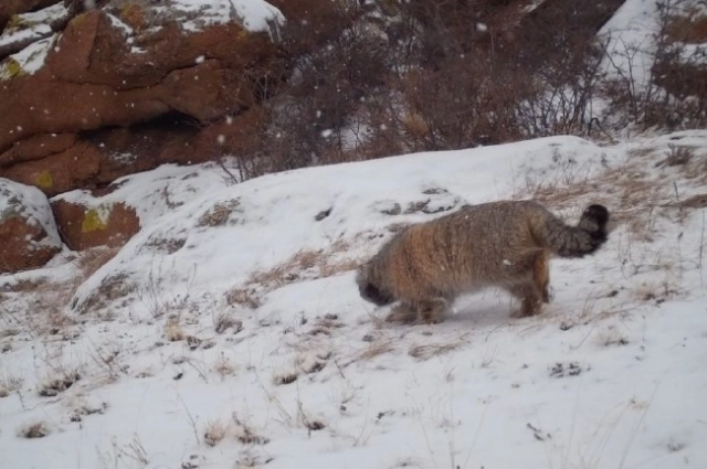 Холод манулу не страшен