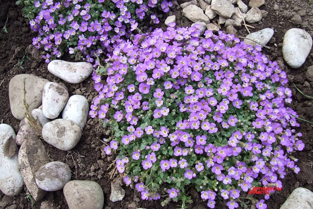 Альпийское растение обриетта.