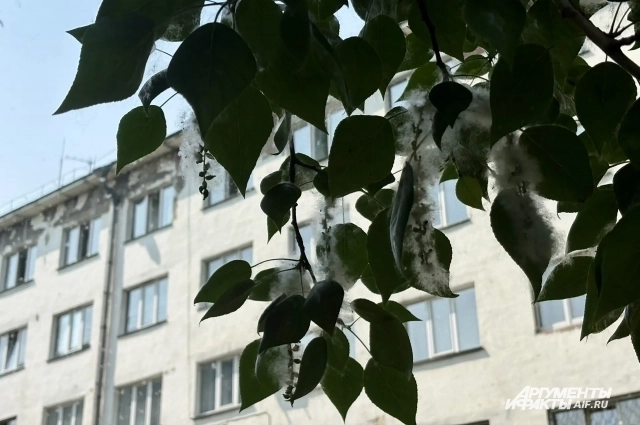 Если бы тополя вовремя кронировали, проблемы бы не было.