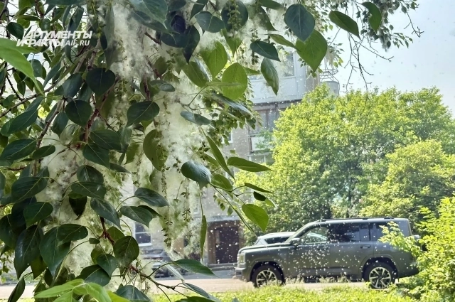 Большое количество пуха связывают с ранней весной.