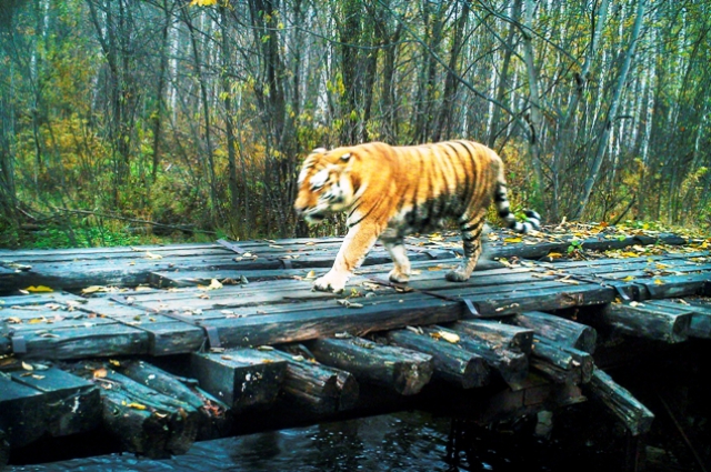 В этом районе живут, по меньшей мере, 15 тигров