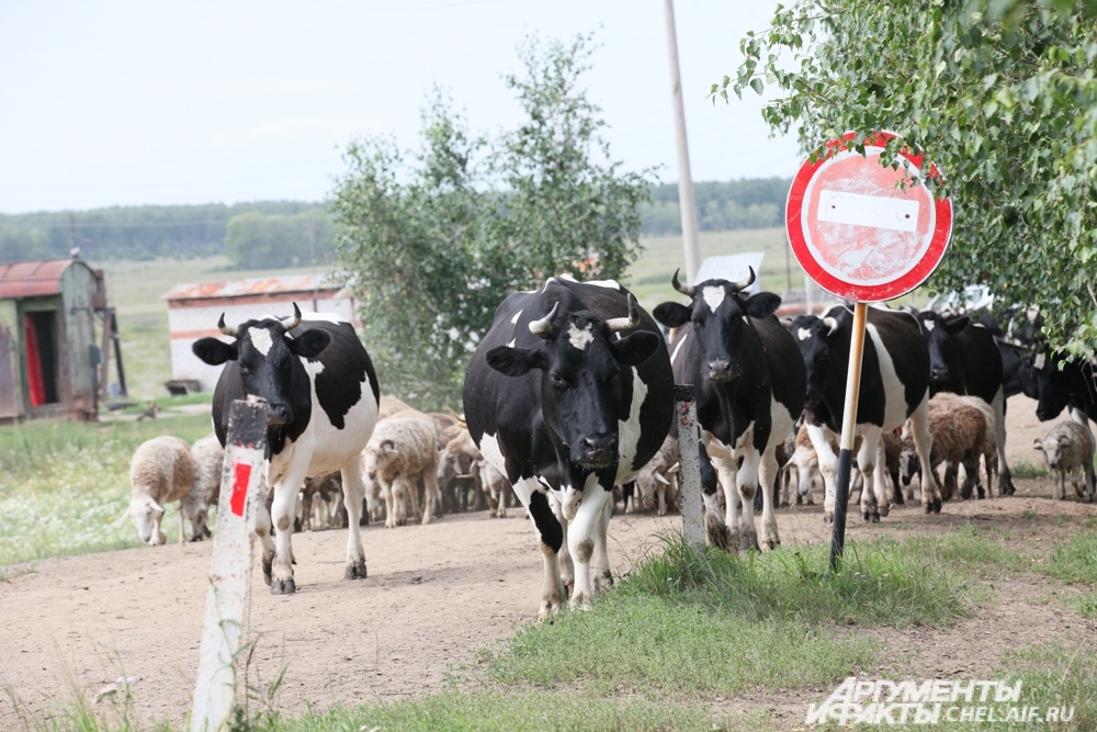 Коровы на деревенских улицах.