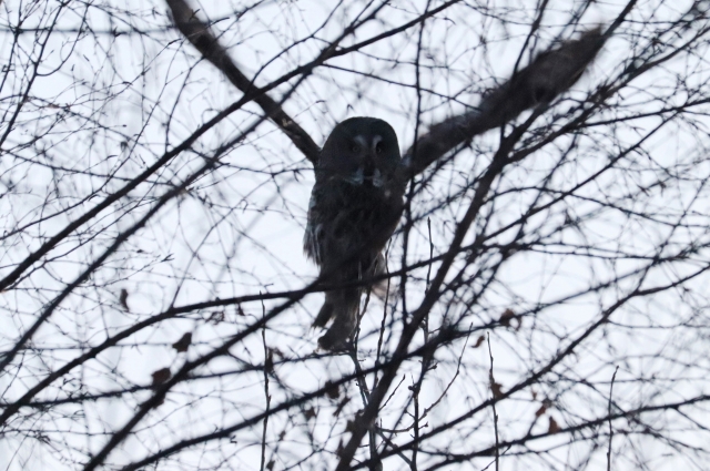 Зимой в Саду видели бородатую неясыть. 