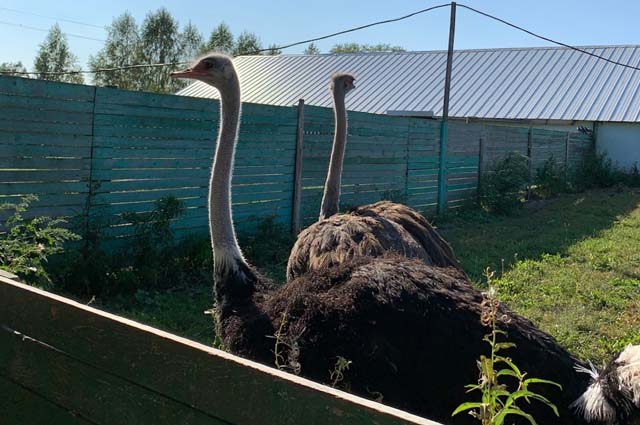 Некоторым туристам страусы кажутся агрессивными. 