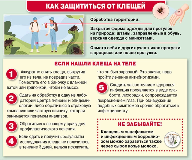клещи инфографика