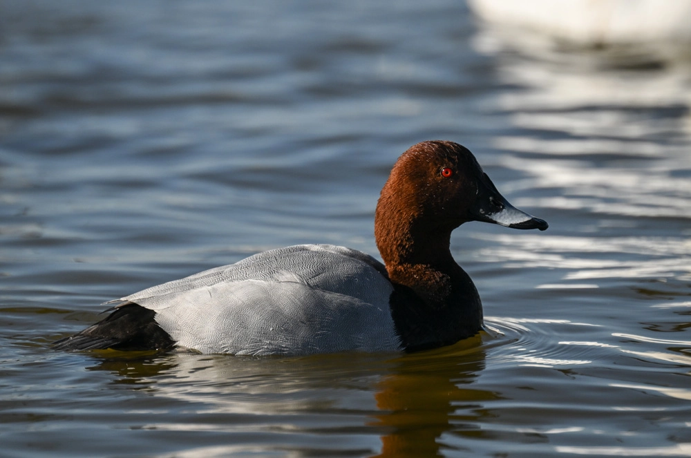Красноголовый нырок.
