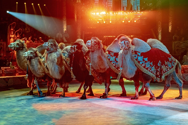 Фотоархив шоу продюсерского центра Гии Эрадзе «Песчаная сказка»