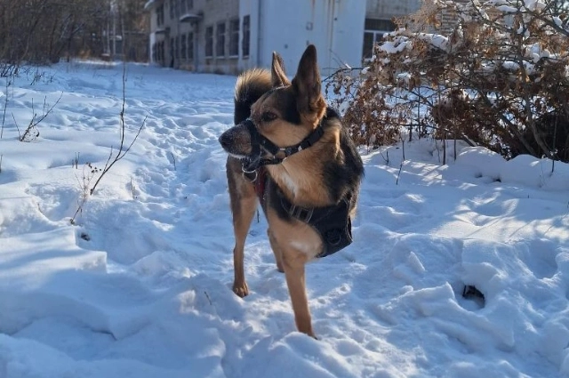 Собаки
