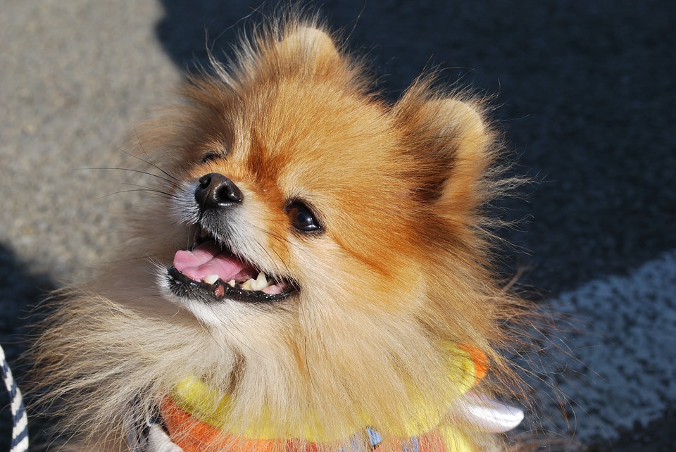 Модная Собака - салон красоты для собак в Туле