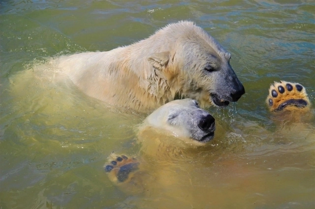 Мила и Сэрику очень нежно относятся друг к другу.
