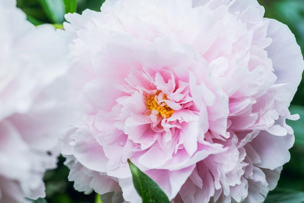 Пионы Сара Бернар (Sarah Bernhardt).