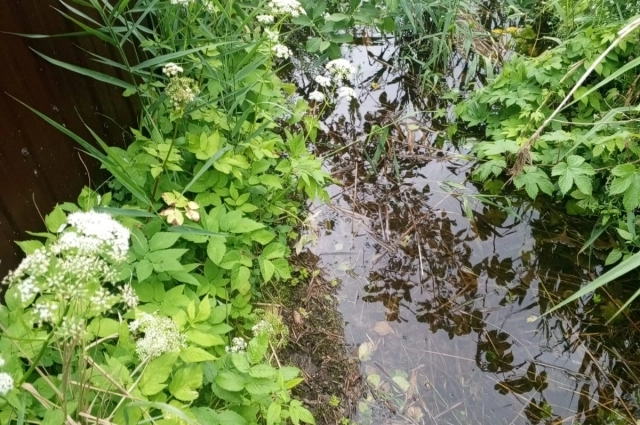 Вода стоит в огородах местных жителей и уже подбирается к строениям
