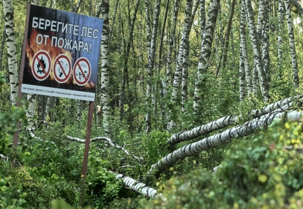 Стволы приходится убирать самим людям.
