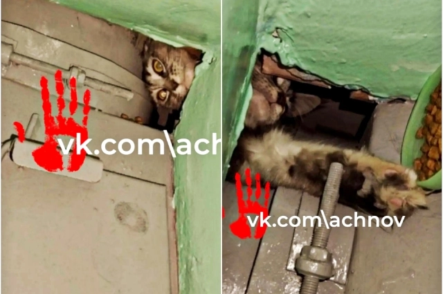 соцсети