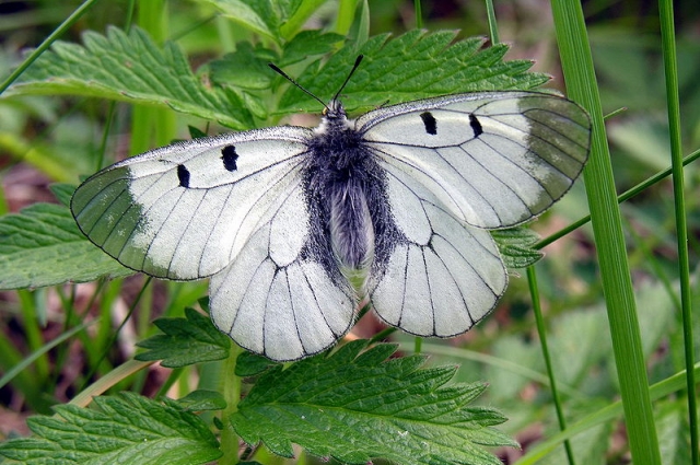 Размах крыльев бабочки мнемозины может достигать 7 см.