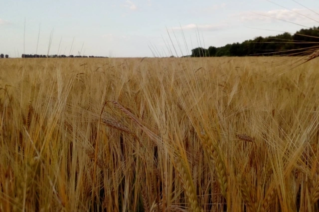 Почти такая же картина открылась на веришне горы, там, где должен был быть склон.