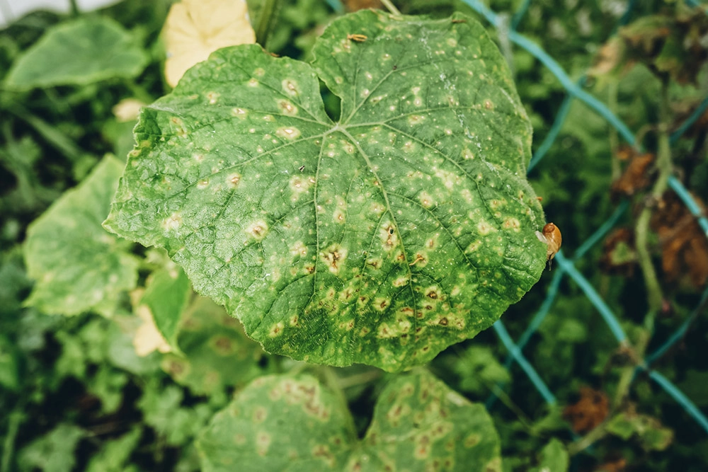 Пероноспороз.