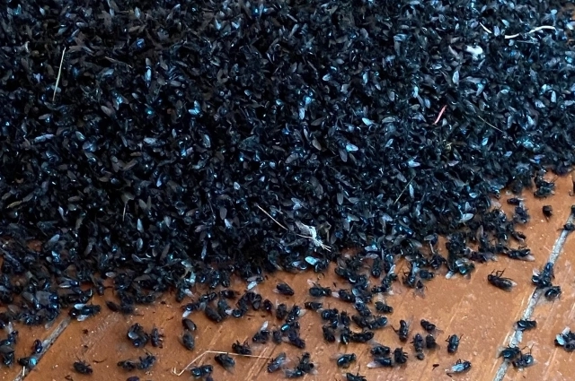 Кажется, численность мух в Гладилово превышает численность населения.