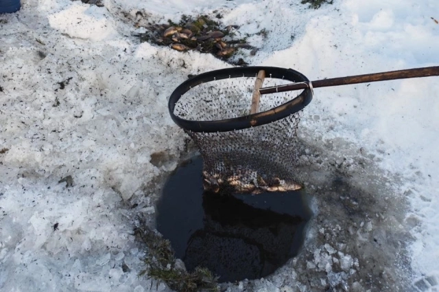 Народ саха ловит карасей при помощи специальных сачков.