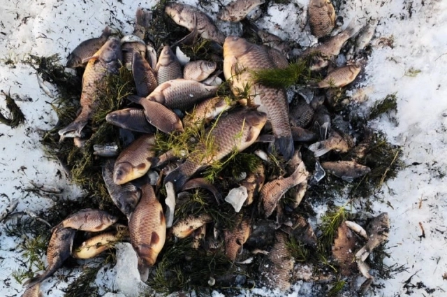 Гордость рыбака.