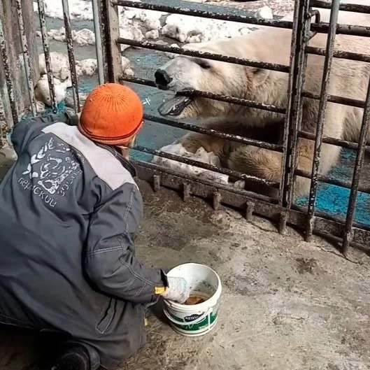 У пермских медведей есть «крестная мама».