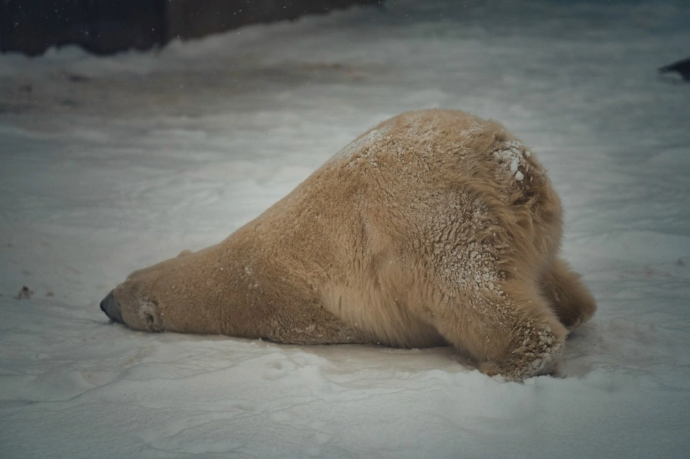 Сэрику наслаждается снегом.