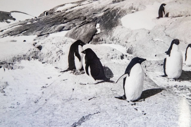 Не императорские, но настоящие антарктические пингвины.