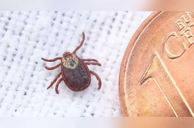 Так ли опасны эти клещи?