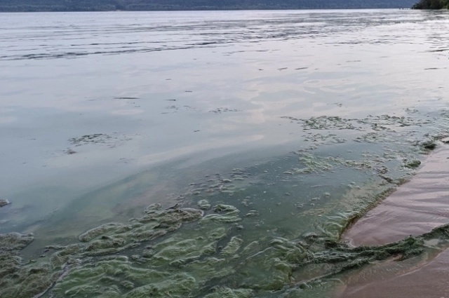 Волга цветёт практически каждый год.
