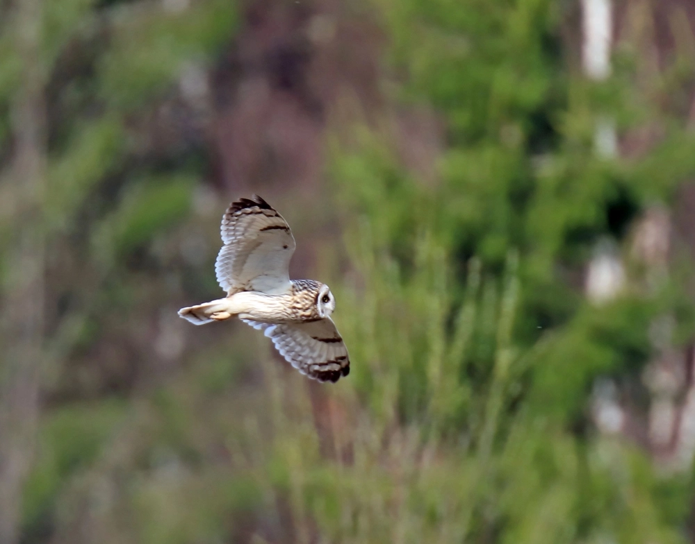 Болотная сова.