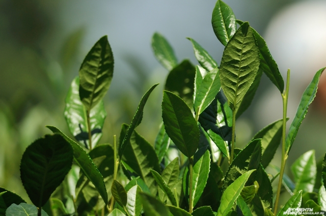 Плантации адыгейского чая находятся на высоте 500 м над уровнем моря