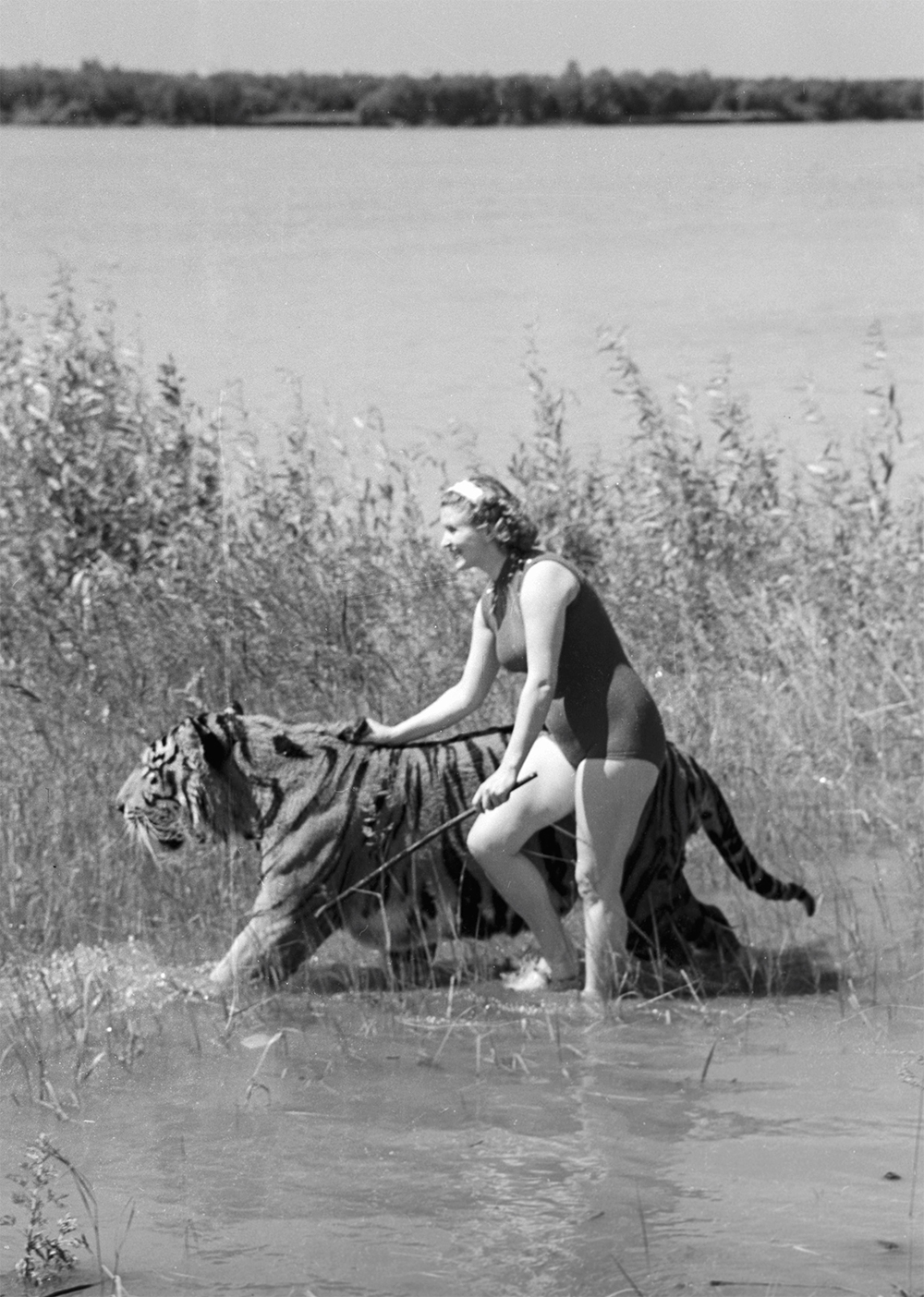 Артистка московского цирка, дрессировщица Маргарита Назарова со своим питомцем – уссурийским тигром Пуршем во время купания на реке Обь в районе города Новосибирска. 1956 год.