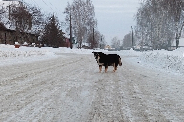 Сначала чиновника задержали по делу о халатности при отлове бродячих собак.