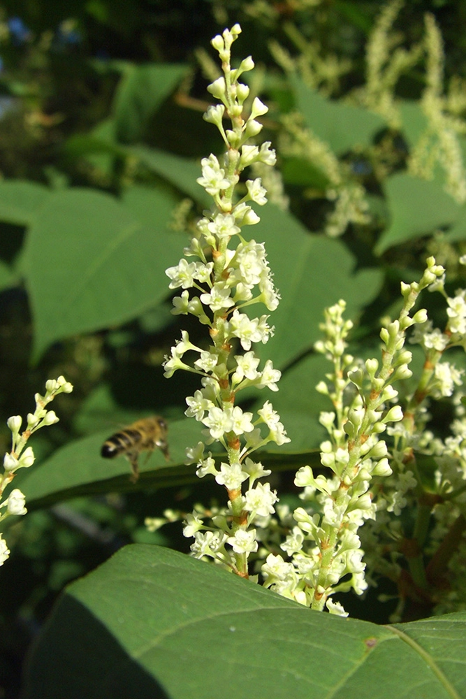 Богемская рейнутрия.