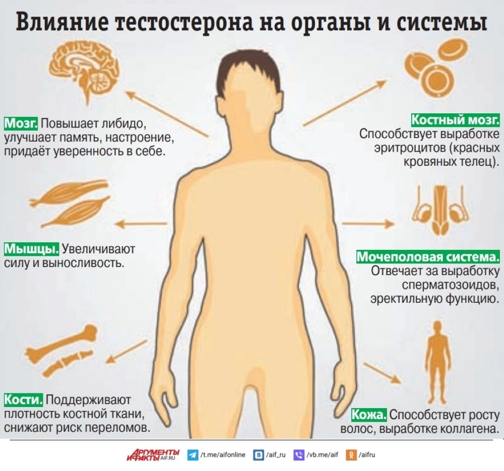 Для постели и от «климакса». Врач Новикова назвала главный мужской гормон
Для постели и от «климакса». Врач Новикова назвала главный мужской гормон