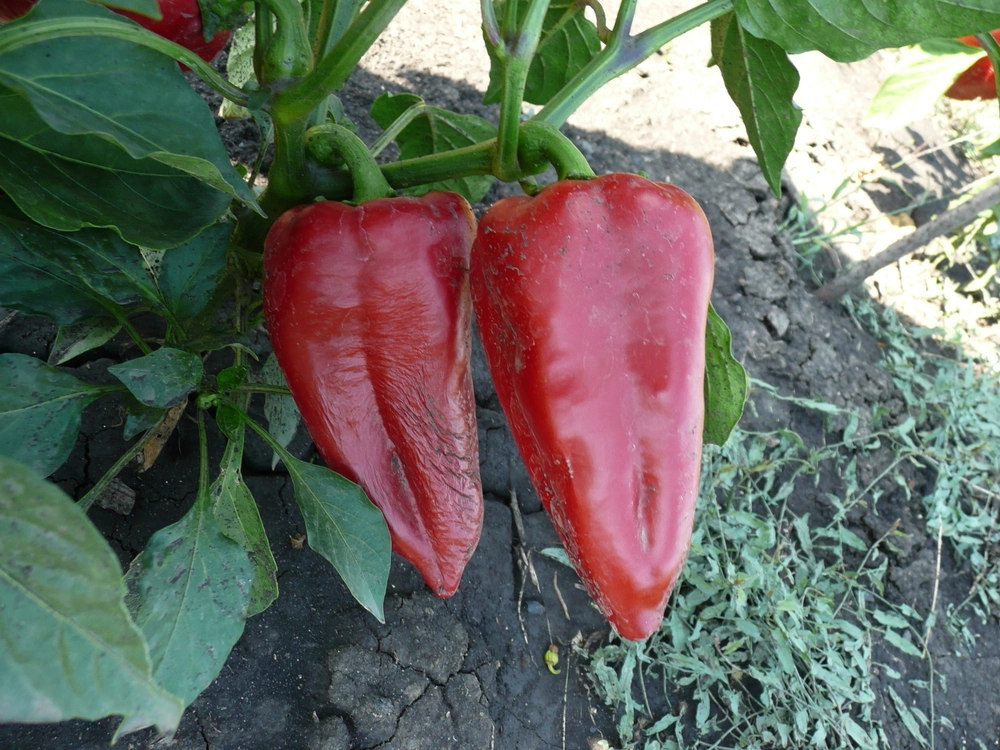 Красный гигант