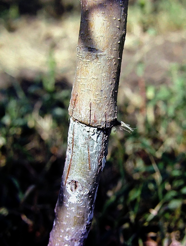 Бороздование коры дерева
