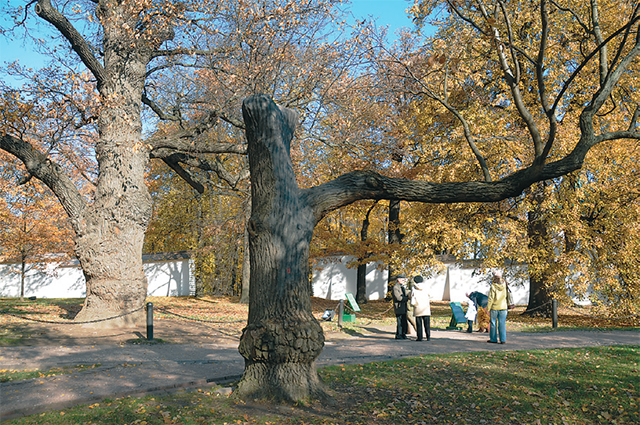Самые древние деревья - дубы в парке Коломенское 