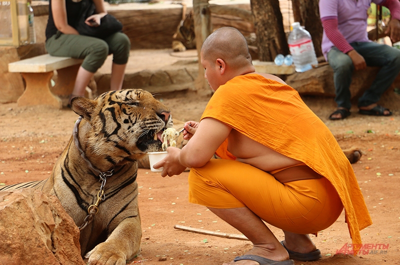 Со временем монахи собираются выпустить всех тигров на волю в джунгли ведётся строительство заповедника, где звери будут жить в естественных условиях