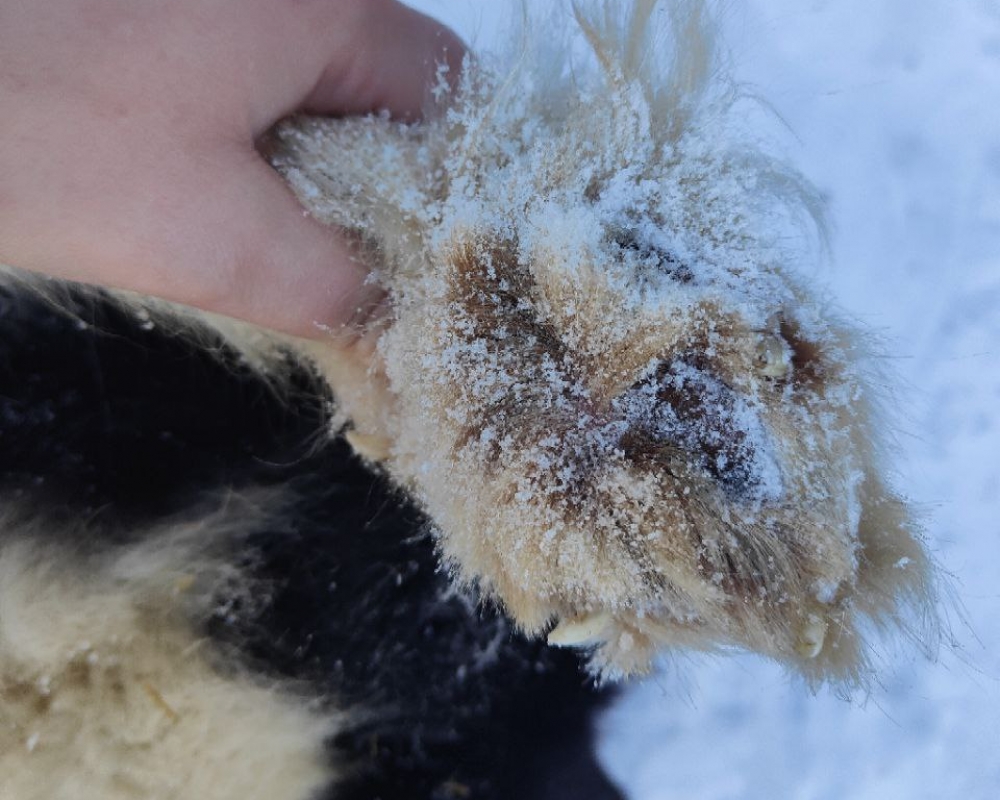 У ездовых собак есть особые перепонки на лапах, которые позволяют им отталкиваться от снега