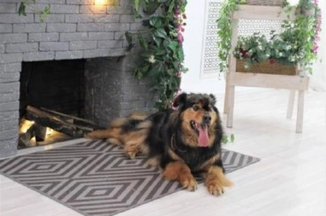 Маша была упитанной до того, как ее приютила семья.