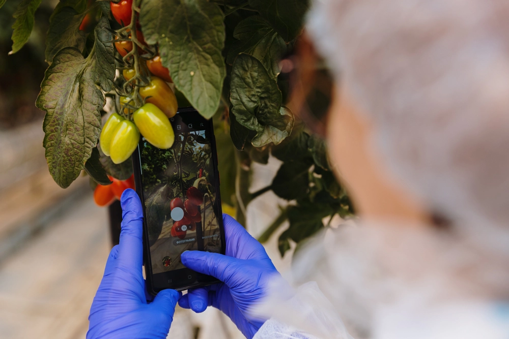 Пресс-тур журналистов конкурса «Селом сильна Россия» в&nbsp;теплицу компании «ЭКО-культура» 