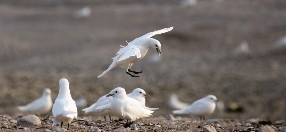 Исследования этих редких птиц велись на севере Карского моря.