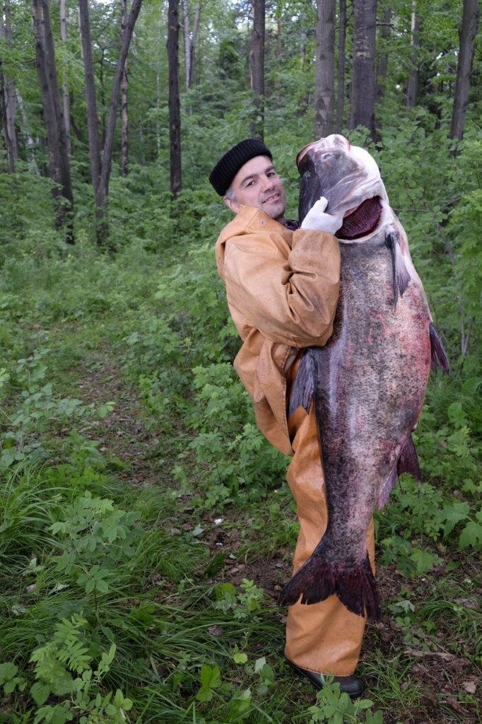 На Урале выловили гигантского толстолобика.