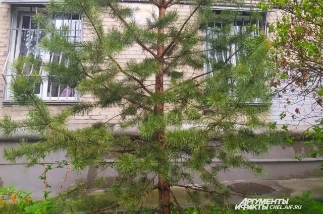 Посаженное детьми для ветерана дерево радует глаз.