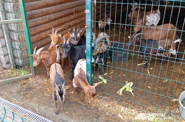 Кормилица Евы и бельчонка с подругами.